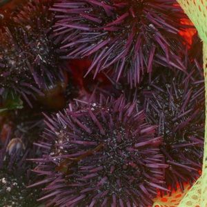 Meet your Posher, Ed